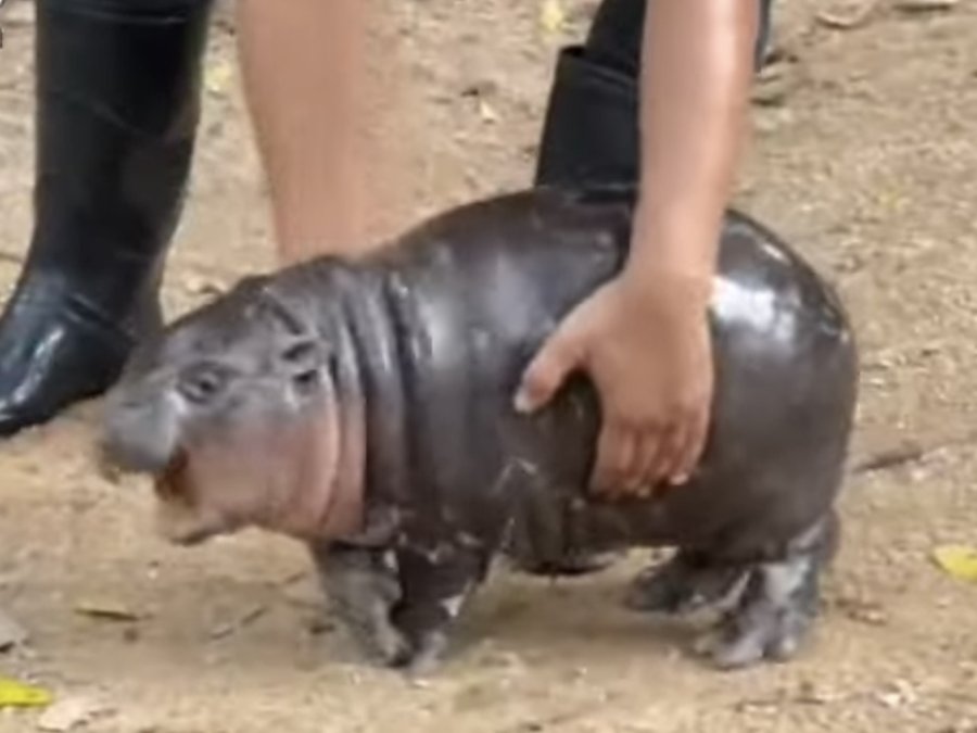 カオキアオ動物園のコビトカバ「ムーデン」